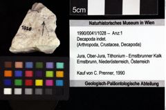 Foto (Objket + Etiketten) von Decapoda indet. 